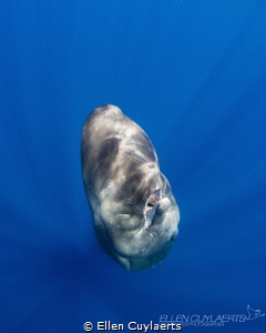 "The second the earth stood still"
Sperm whale calf, Dom... by Ellen Cuylaerts 